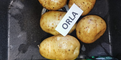 Buenos días, vendemos papas rojas, blancas y amarillas, variedades