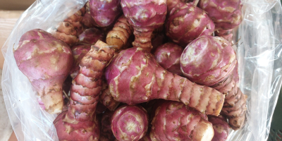 Hola, vendo una hermosa alcachofa de Jerusalén rosa. Embalado