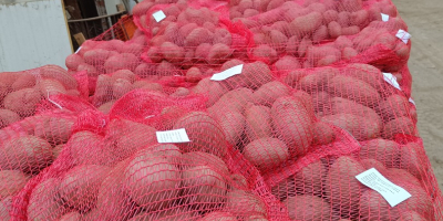 Disponemos de 500 toneladas de patatas envasadas en bolsas