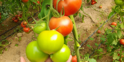 Disponemos de un producto de tomate de alta calidad