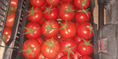 Disponemos de un producto de tomate de alta calidad