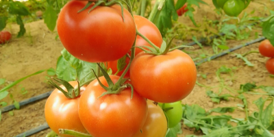 Disponemos de un producto de tomate de alta calidad