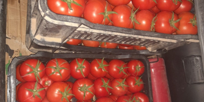 Disponemos de un producto de tomate de alta calidad