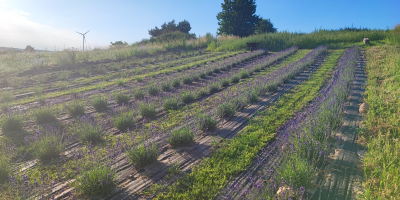 Venderé manojos secos de lavanda, aproximadamente 3000-4000 piezas en