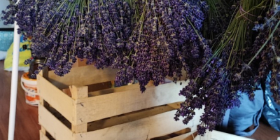 Venderé manojos secos de lavanda, aproximadamente 3000-4000 piezas en