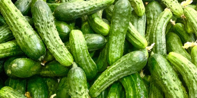 Pepino único de la variedad Pepinillo Europeo con un