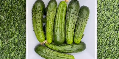 Pepino único de la variedad Pepinillo Europeo con un