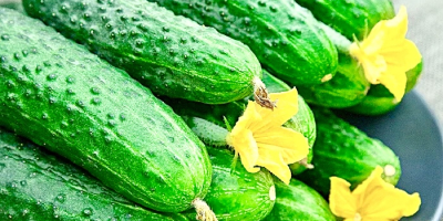 Pepino único de la variedad Pepinillo Europeo con un