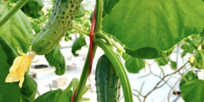 Pepino único de la variedad Pepinillo Europeo con un