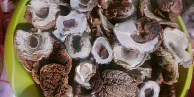 Vendo boletus secos 100% sanos, solo jóvenes, la mayoría