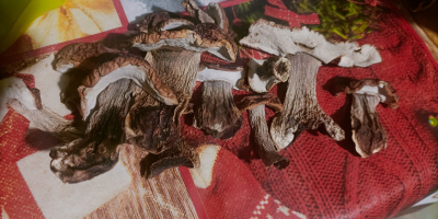 Vendo boletus secos 100% sanos, solo jóvenes, la mayoría