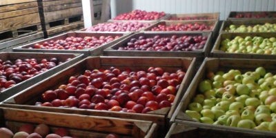 Vendemos manzanas de las siguientes variedades: Golden Delicious, Fuji,