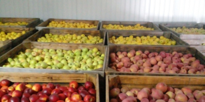 Vendemos manzanas de las siguientes variedades: Golden Delicious, Fuji,