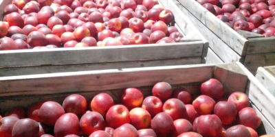 Vendemos manzanas de las siguientes variedades: Golden Delicious, Fuji,