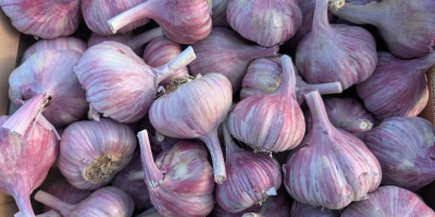 Somos importadores directos de ajo y ofrecemos ajo de