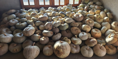 Se venden calabazas blancas. El precio es de 60