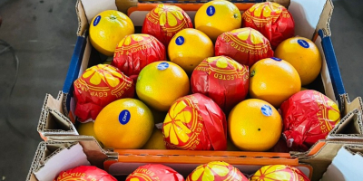 Naranjas Navel y Valencia Telescópicas y de tapa abierta,