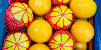 Naranjas Navel y Valencia Telescópicas y de tapa abierta,