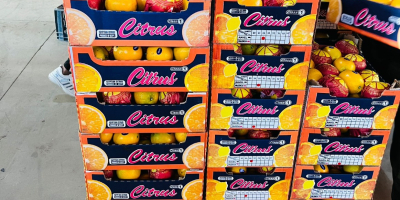 Naranjas Navel y Valencia Telescópicas y de tapa abierta,