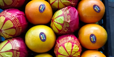 Naranjas Navel y Valencia Telescópicas y de tapa abierta,