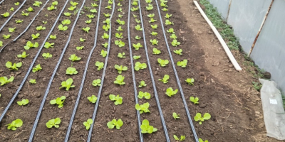 Próximamente llegará la ensalada verde de la variedad génesis.