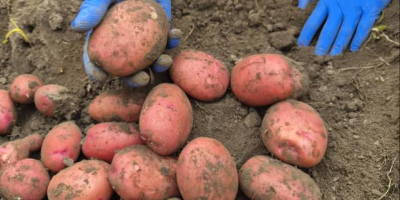 Ofrecemos patatas amarillas y rojas. Podemos analizar las opciones