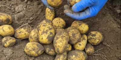 Ofrecemos patatas amarillas y rojas. Podemos analizar las opciones