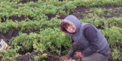 El perejil de la variedad Arat es sabroso, se