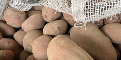 Ofrecemos a la venta patatas polacas en volúmenes de