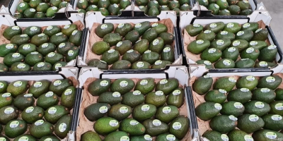 Aguacates Hass a la venta: ¡frescos y de primera