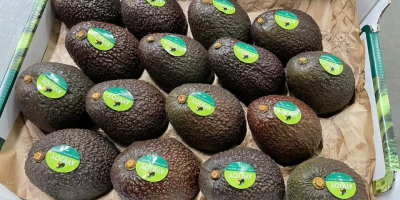 Aguacates Hass a la venta: ¡frescos y de primera