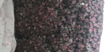 Venta de arándanos congelados, Cantidad 8.000 kg, Envase kk