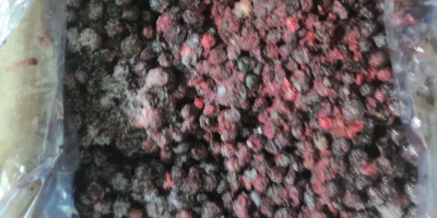 Venta de arándanos congelados, Cantidad 8.000 kg, Envase kk