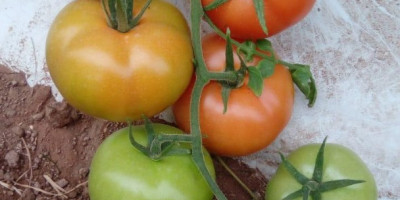 Tomates de alta calidad de Marruecos. Conocidos por su