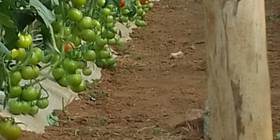 Tomates de alta calidad de Marruecos. Conocidos por su