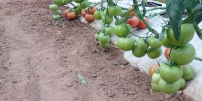 Tomates de alta calidad de Marruecos. Conocidos por su