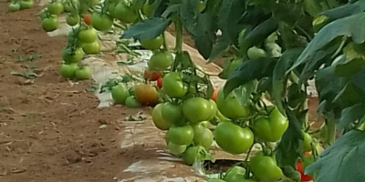 Tomates de alta calidad de Marruecos. Conocidos por su