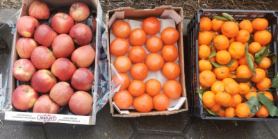 Mandarinas al por mayor de Grecia, dos palés, casetes