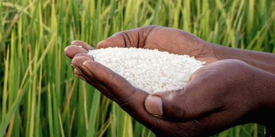 Deléitese con la calidad superior del arroz de Tanzania,