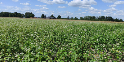 Venderé trigo sarraceno cultivado sin el uso de productos