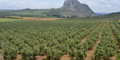 Fabricantes de aceites de oliva de España. Intentamos vender