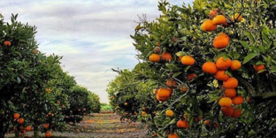 Naranjas frescas y deliciosas directamente desde Tortosa ¿Buscas las