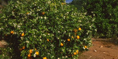 Naranjas frescas y deliciosas directamente desde Tortosa ¿Buscas las