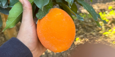 naranja de marruecos disponibilidad: variedad navel, newhall, salustatiana y