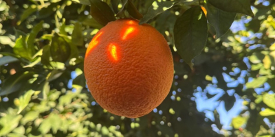 naranja de marruecos disponibilidad: variedad navel, newhall, salustatiana y