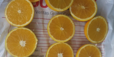naranja de marruecos disponibilidad: variedad navel, newhall, salustatiana y