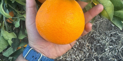 naranja de marruecos disponibilidad: variedad navel, newhall, salustatiana y