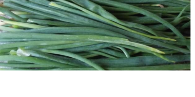 Productor de cebollino 0,88 PLN por manojo (30 g)