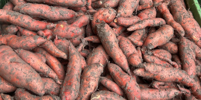 Producimos batatas austriacas y todavía estamos buscando distribuidores u