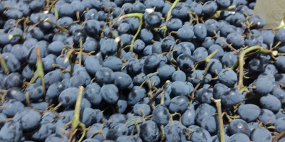 Uvas frescas &quot;Moldavia&quot;.